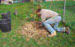 pear planting and care in the open field for beginners