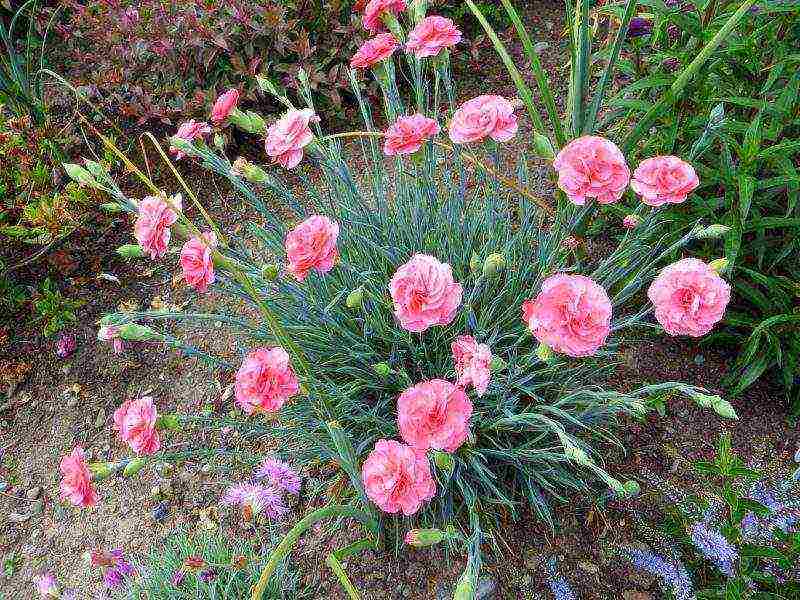 carnation perennial planting in the fall and care in the open field