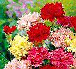 carnation perennial planting in autumn and outdoor care