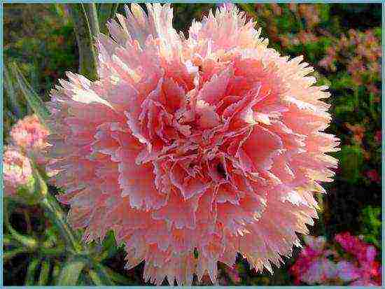 carnation perennial planting in the fall and care in the open field