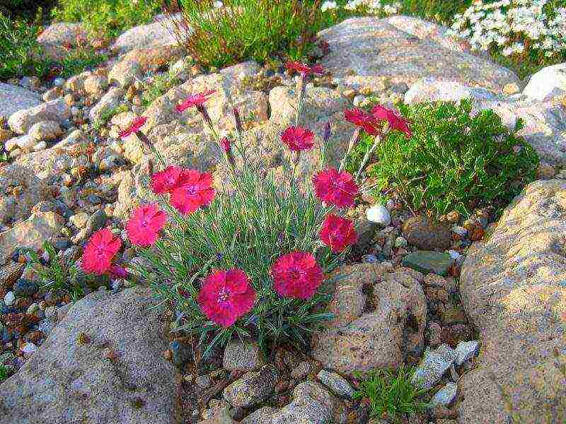 carnation perennial na pagtatanim sa taglagas at pangangalaga sa bukas na bukid