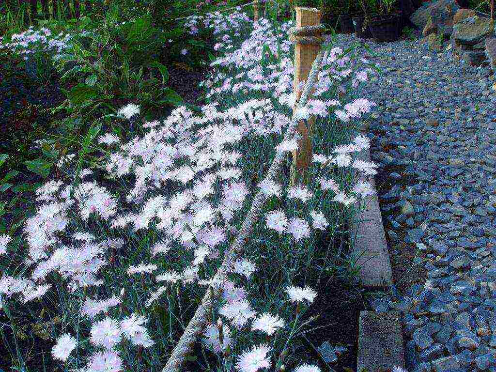 carnation perennial planting in the fall and care in the open field