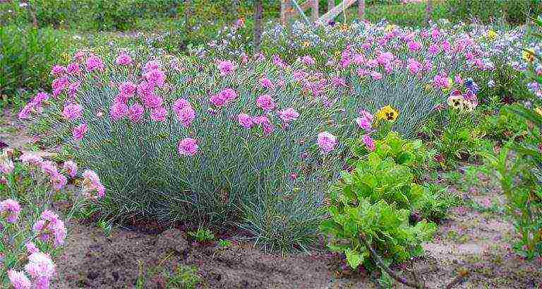 carnation perennial na pagtatanim sa taglagas at pangangalaga sa bukas na bukid