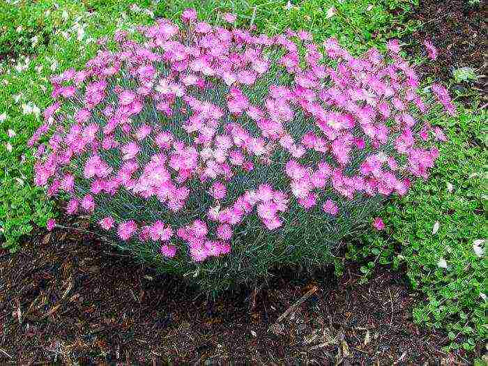 carnation perennial planting in the fall and care in the open field