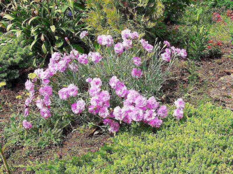 carnation perennial planting in the fall and care in the open field