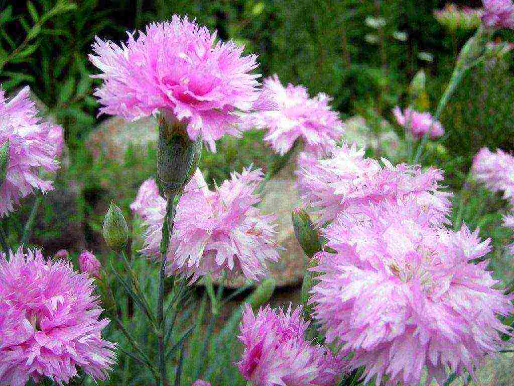 carnation perennial planting in the fall and care in the open field