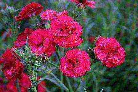 carnation perennial planting in the fall and care in the open field