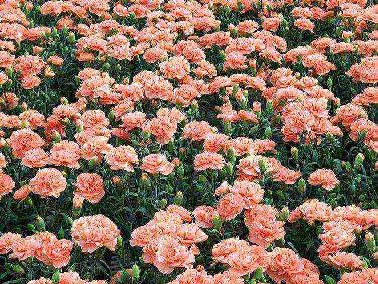 carnation perennial planting in the fall and care in the open field