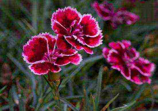 carnation perennial planting in the fall and care in the open field