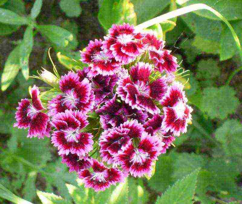 carnation perennial planting in the fall and care in the open field