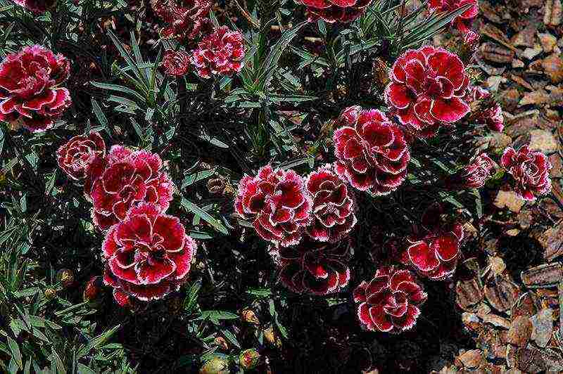 carnation perennial planting in the fall and care in the open field
