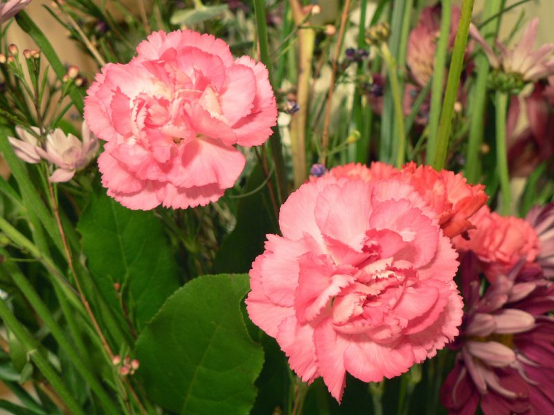 carnation perennial planting in the fall and care in the open field