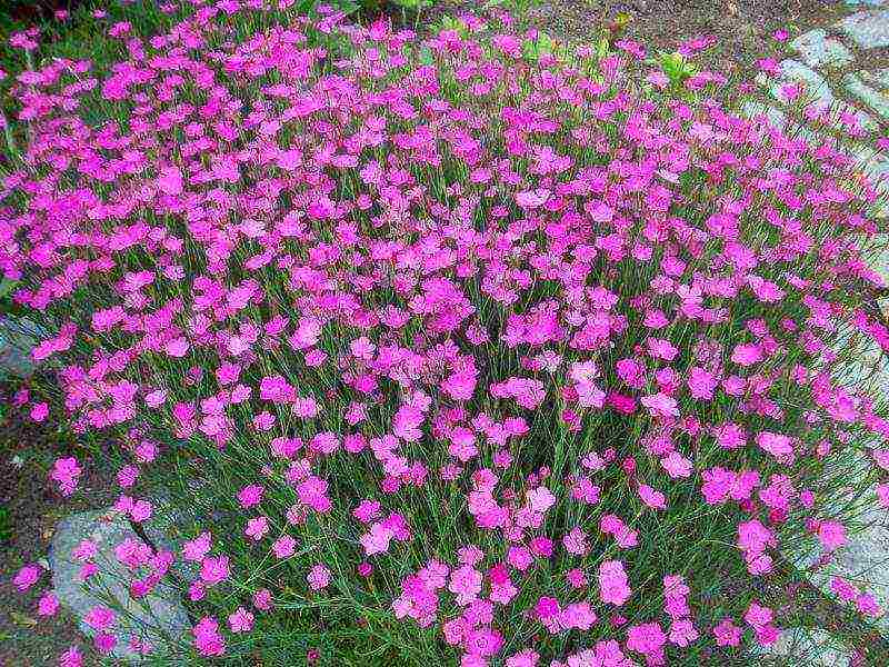 carnation perennial planting in autumn and outdoor care