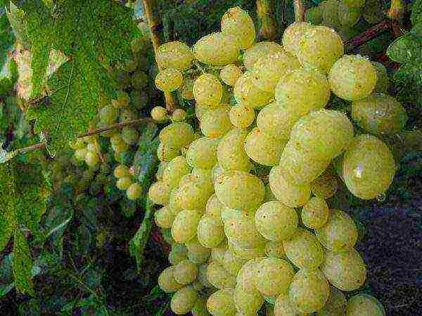 characteristics of the best grape varieties