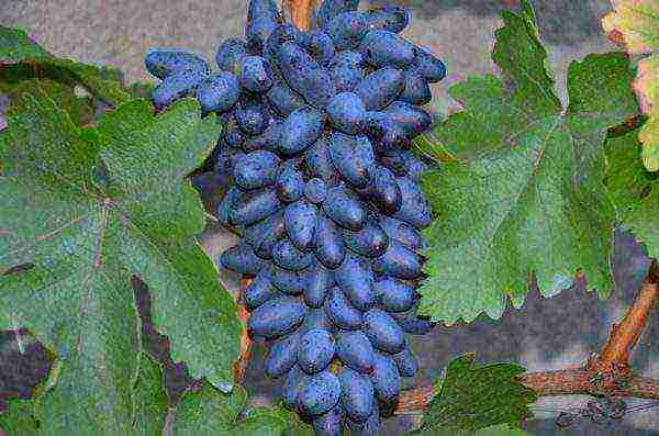 characteristics of the best grape varieties