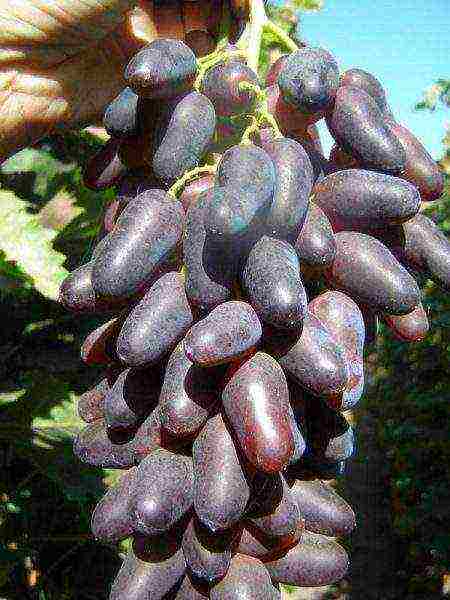 characteristics of the best grape varieties