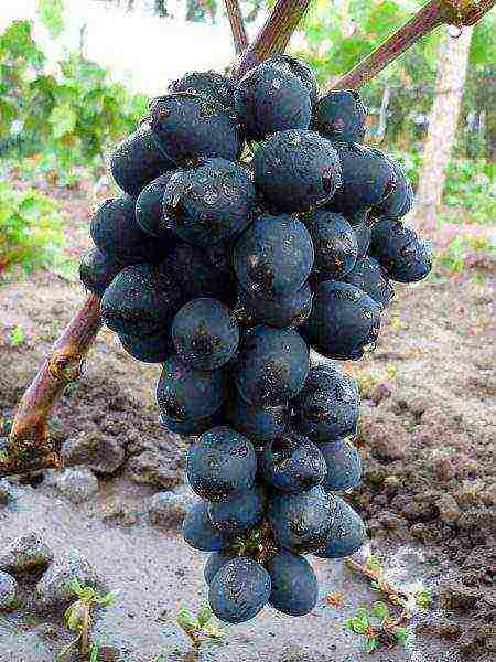 characteristics of the best grape varieties