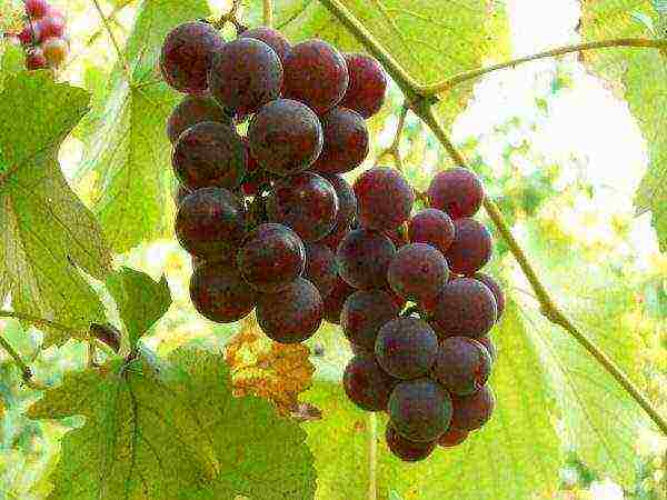 characteristics of the best grape varieties