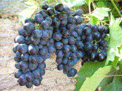 characteristics of the best grape varieties