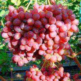 characteristics of the best grape varieties