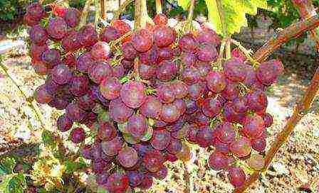 characteristics of the best grape varieties