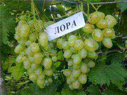 characteristics of the best grape varieties