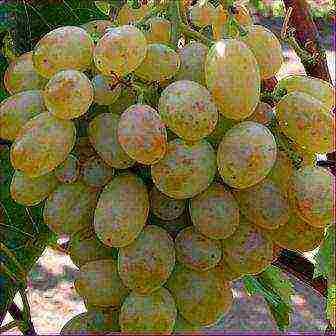 characteristics of the best grape varieties