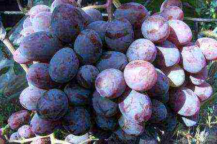 characteristics of the best grape varieties