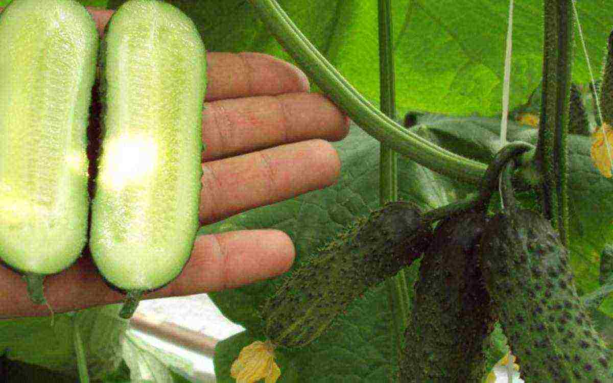 mahusay na mga pagkakaiba-iba ng parthenocarpic cucumber