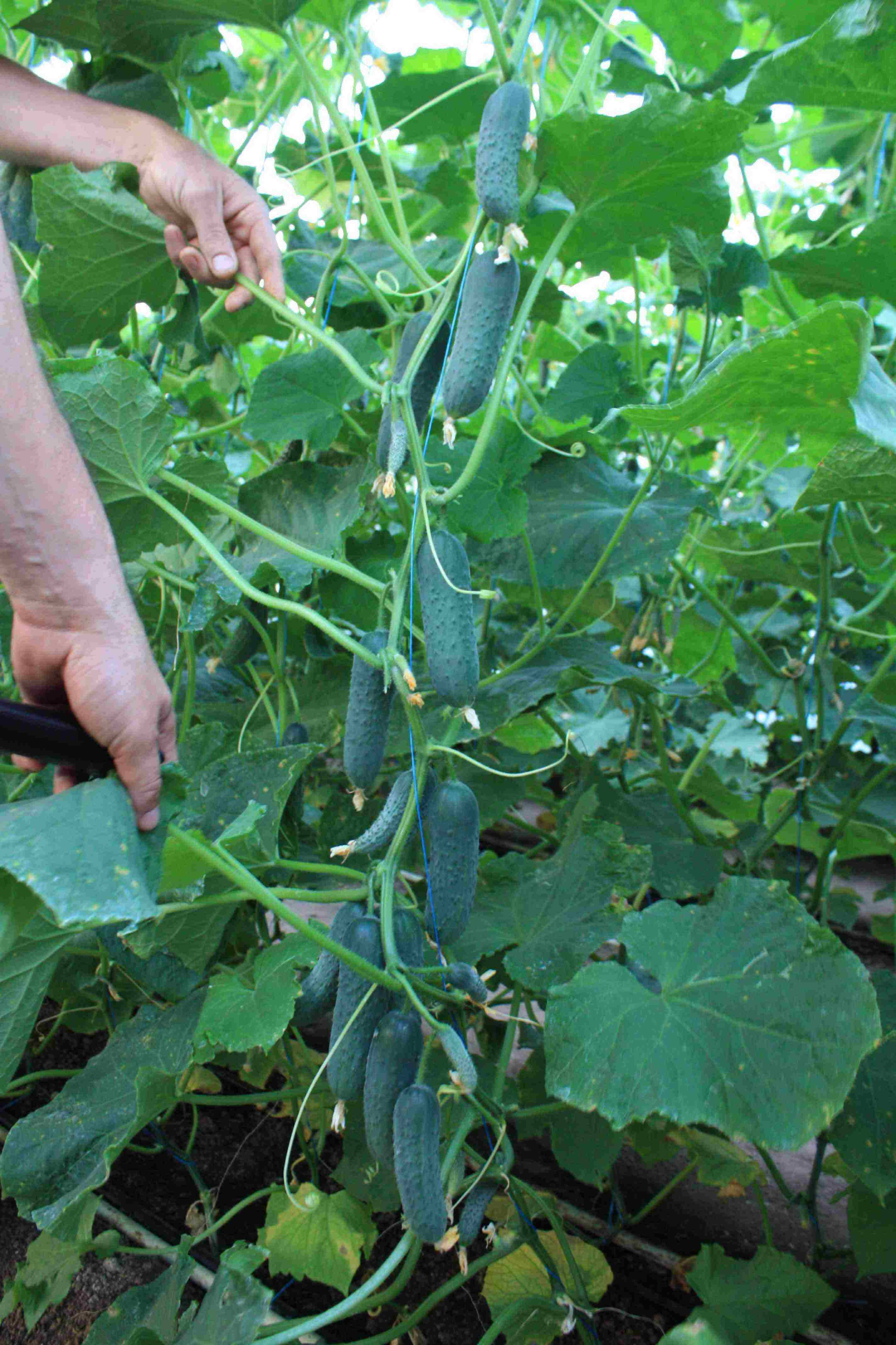 mahusay na mga pagkakaiba-iba ng parthenocarpic cucumber