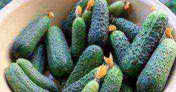 good parthenocarpic cucumber varieties