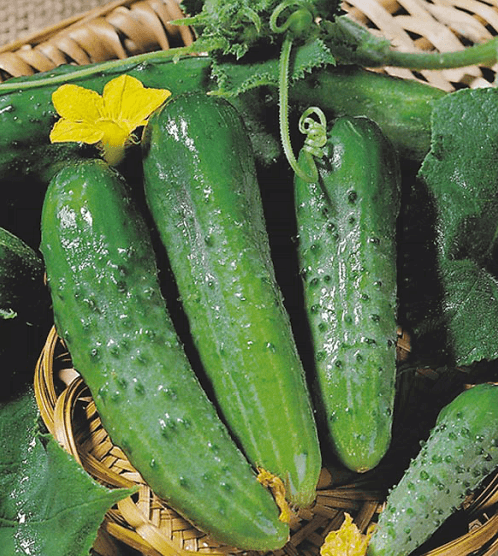 mahusay na mga pagkakaiba-iba ng parthenocarpic cucumber