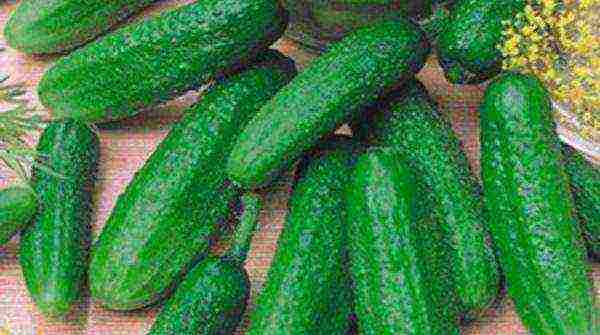 mahusay na mga pagkakaiba-iba ng parthenocarpic cucumber