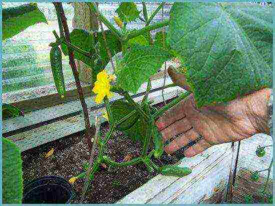 good parthenocarpic cucumber varieties