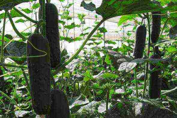 good parthenocarpic cucumber varieties