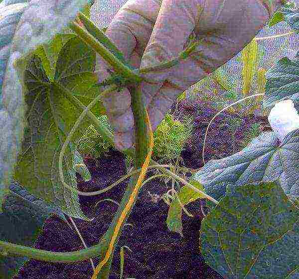 good parthenocarpic cucumber varieties