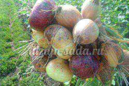 good varieties of onions