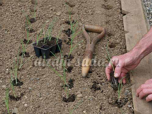 good varieties of onions