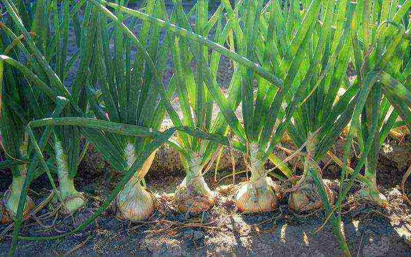 good varieties of onions