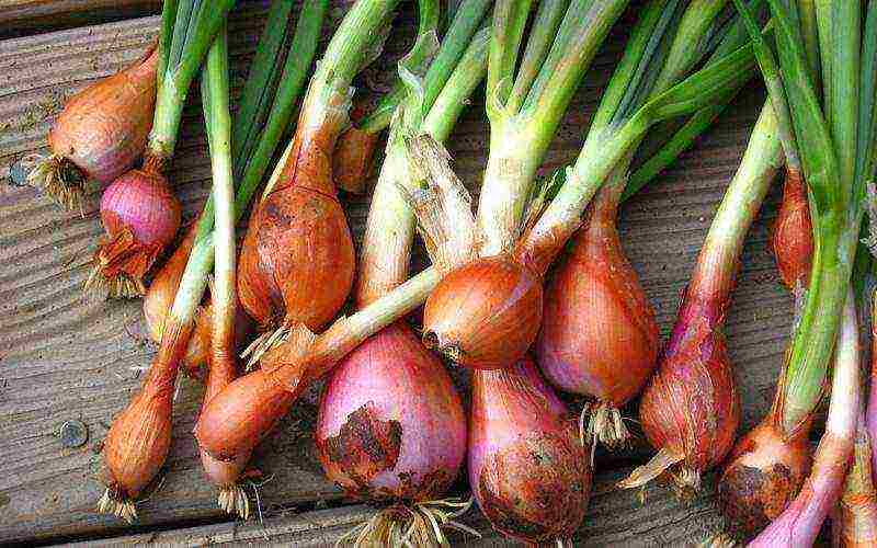 good varieties of onions