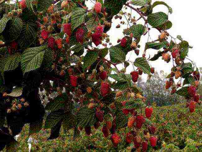 good varieties of raspberries novosibirsk
