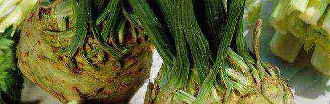 good varieties of celery root