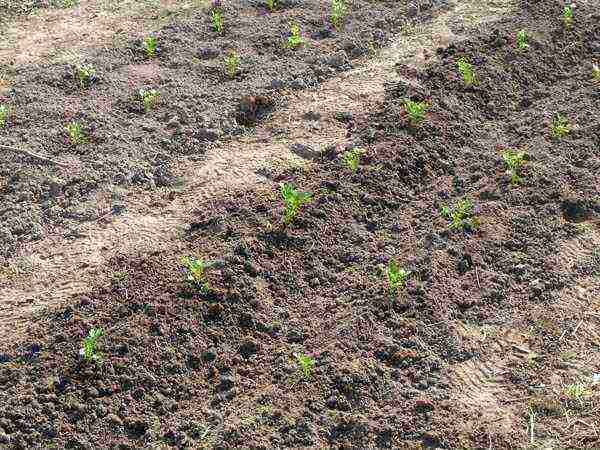 good varieties of celery root