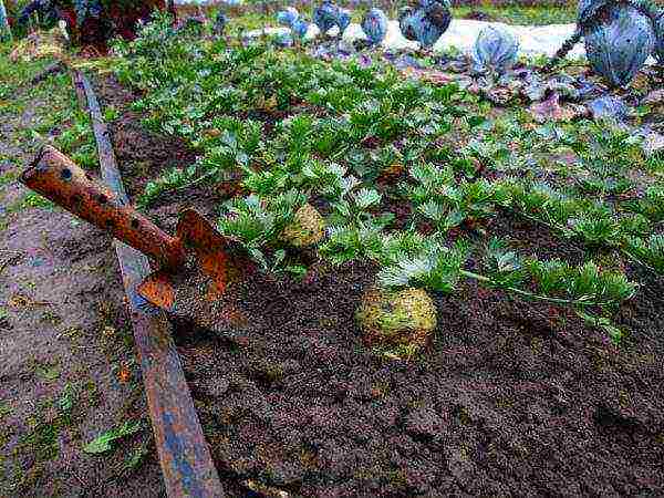 good varieties of celery root