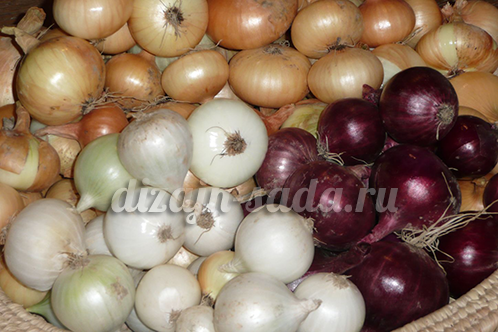 good variety of onions