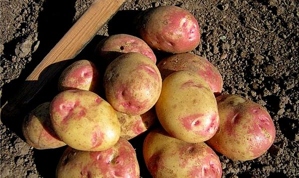 well-boiled potatoes