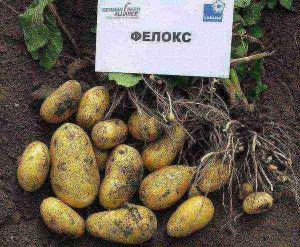 well-boiled potatoes