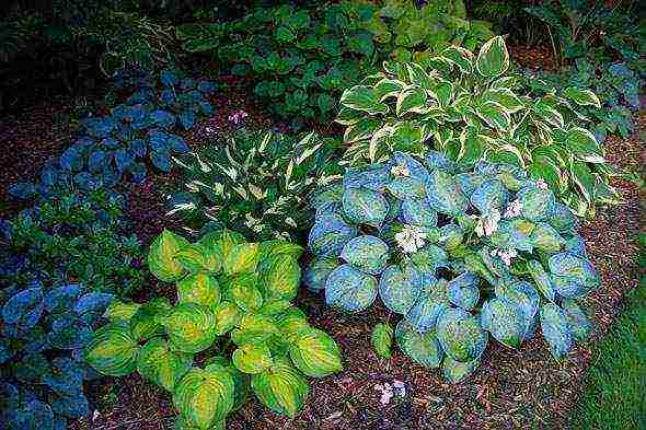 hosta สีขาว การปลูกและดูแลกลางแจ้ง