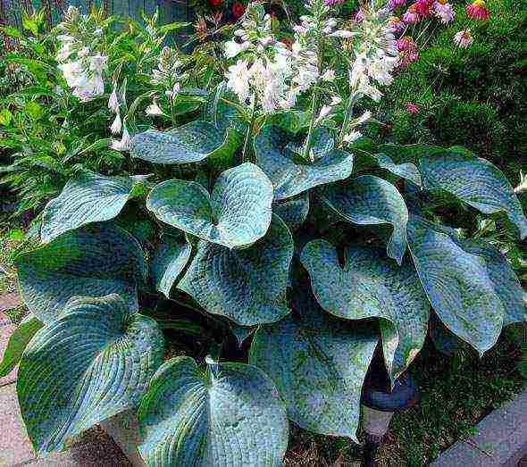 hosta สีขาว การปลูกและดูแลกลางแจ้ง