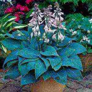 hosta white planting and care outdoors